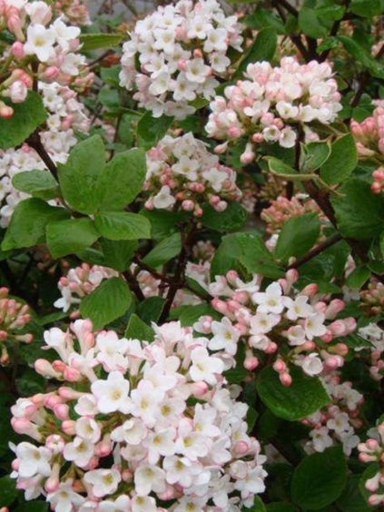 Viburnum carlcephalum