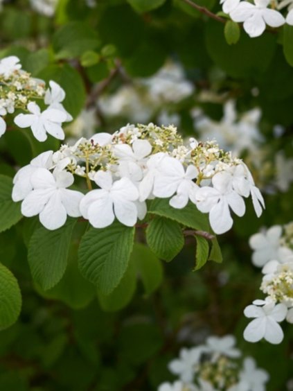 Viburnum plicatum 'Pinkimono'