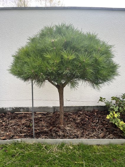 Pinus 'Brepo'®