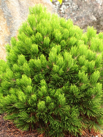 Návrh bez názvu (91)