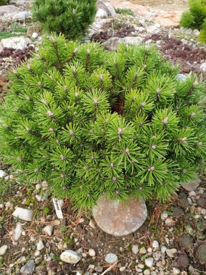 Návrh bez názvu (92)