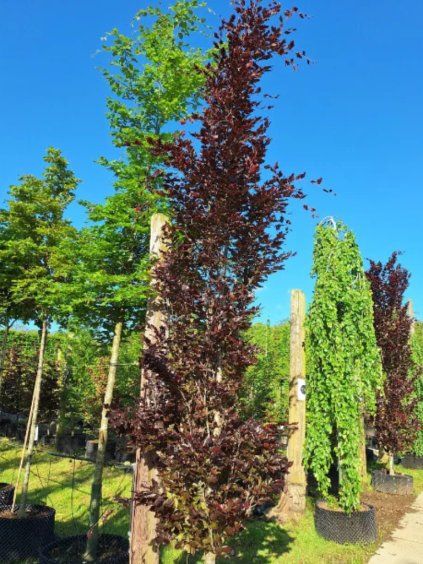 Návrh bez názvu (65)