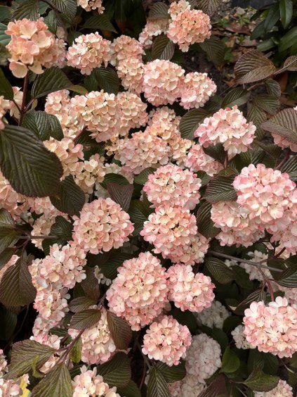 Viburnum plicatum 'Pink Sensation'