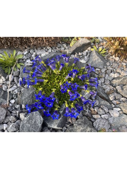 Gentiana acaulis