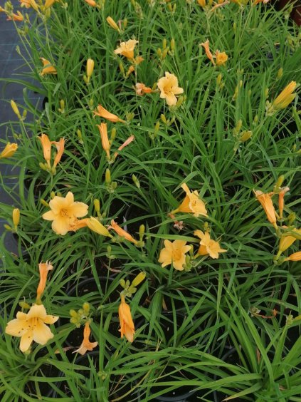 Hemerocallis 'Mini Stella'