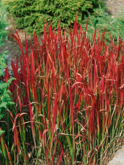 Návrh bez názvu (75)