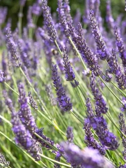 Návrh bez názvu (77)