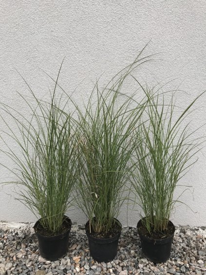 Miscanthus sinensis 'Gracillimus'