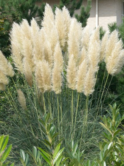 Návrh bez názvu (60)