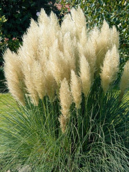 Návrh bez názvu (61)