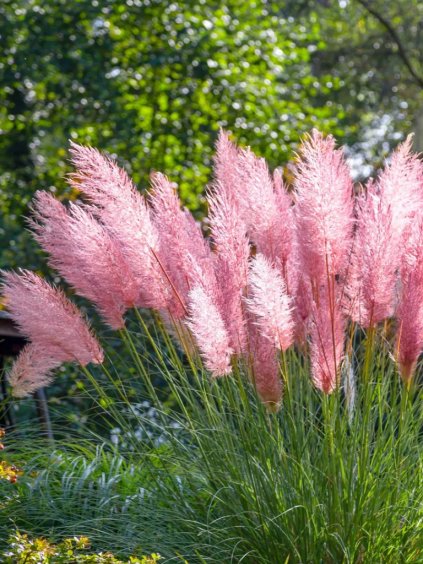 Návrh bez názvu (62)