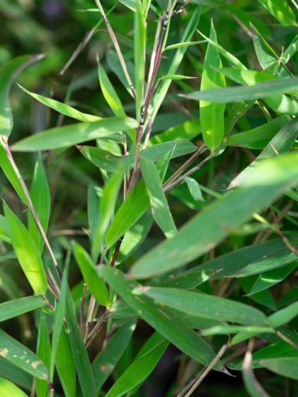 Návrh bez názvu (66)