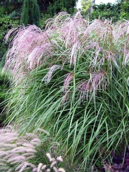 Návrh bez názvu (86)