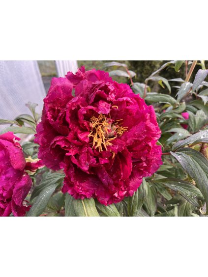 Paeonia suffruticosa