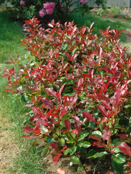 Návrh bez názvu (89)