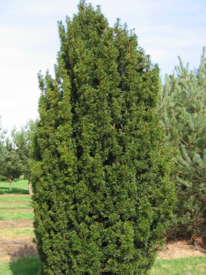 Taxus baccata 'Fastigiata Robusta'