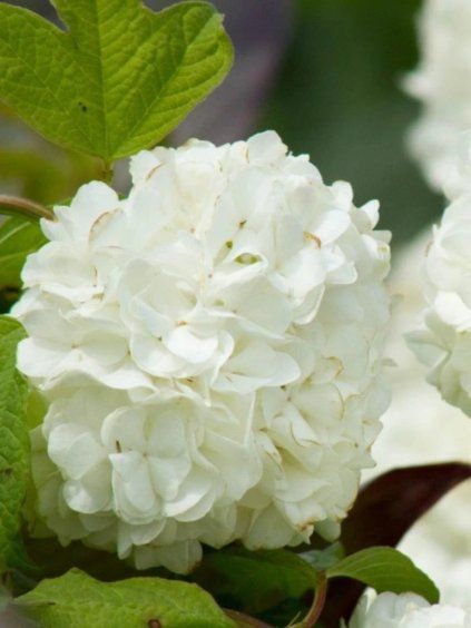 Návrh bez názvu (99)