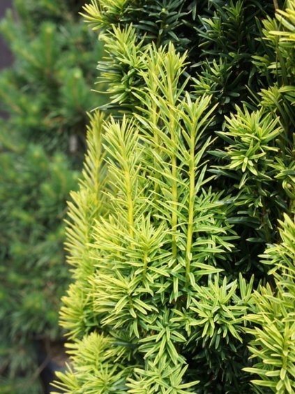 Návrh bez názvu (97)