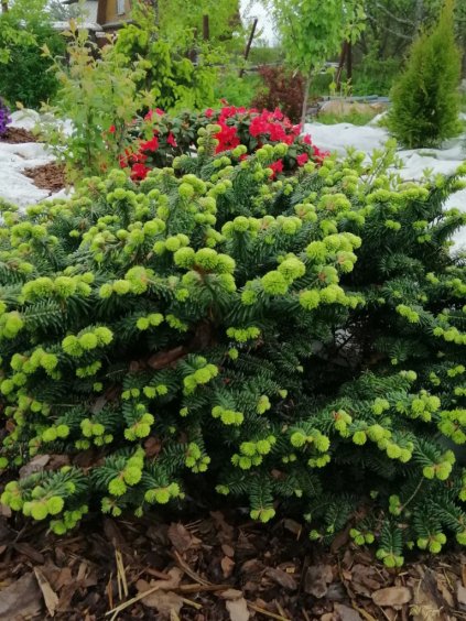 Abies balsamea 'Piccolo'