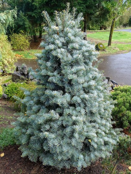 Abies concolor 'Archer's Dwarf'