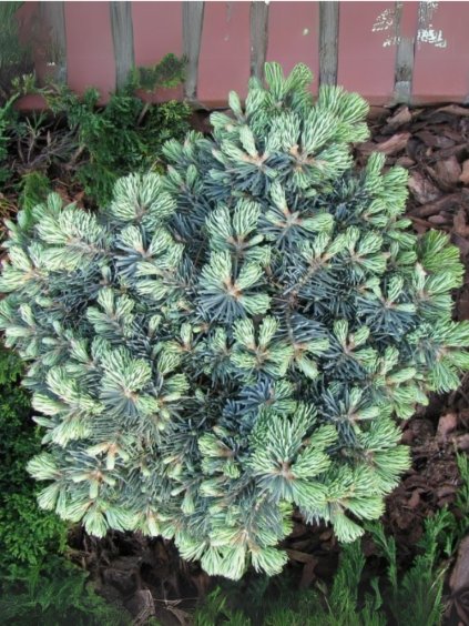 Abies concolor 'Piggelmee'