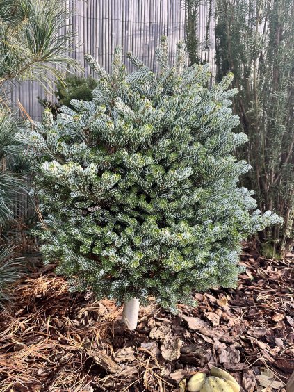 Abies koreana 'Ice Breaker'®