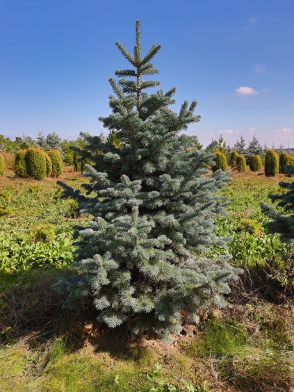 Abies lasiocarpa 'Compacta'