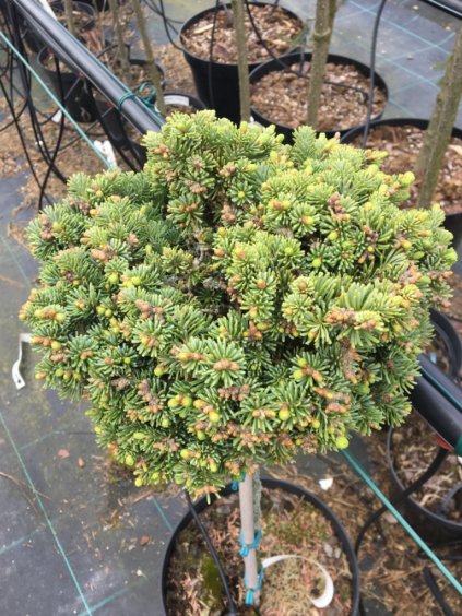 Abies lasiocarpa 'Logan Pass'
