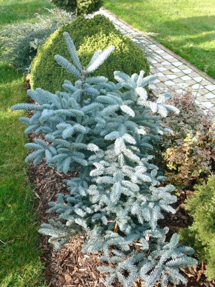 Abies procera 'Glauca'