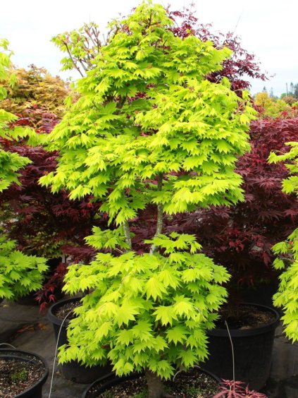 Acer shirasawanum 'Aureum'
