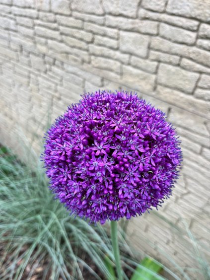Allium 'Ambassador'