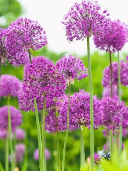 Allium aflatunense 'Purple Sensation'