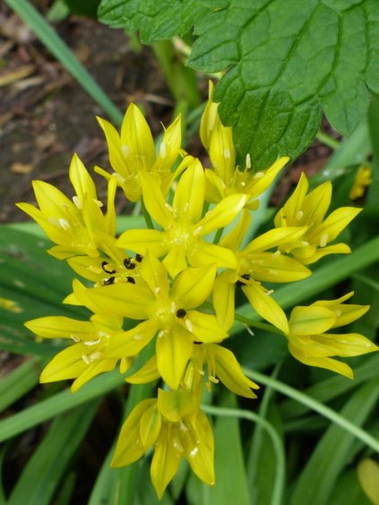 Allium moly