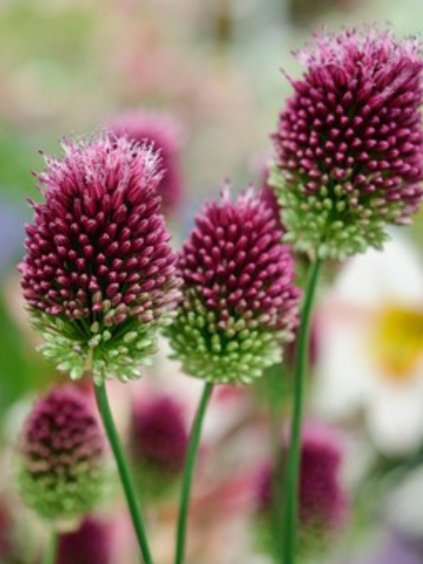 Allium sphaerocephalon