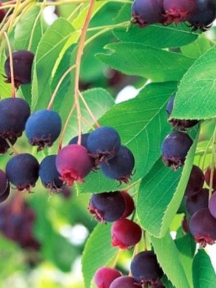 Amelanchier alnifolia 'Honeywood'