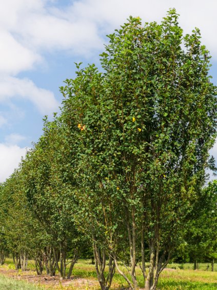 Amelanchier alnifolia 'Obelisk'