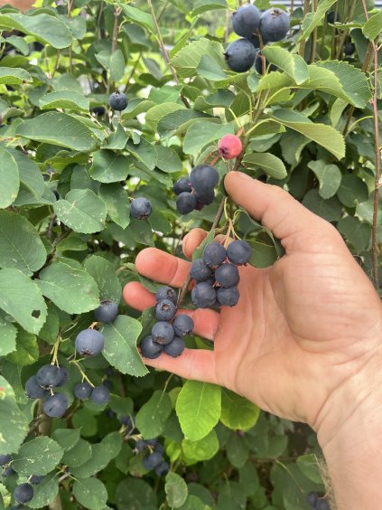 Amelanchier alnifolia 'Smoky'