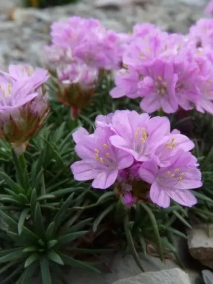 Armeria juniperifolia 'Brno'