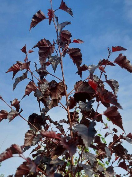 Betula pendula 'Royal Forst'