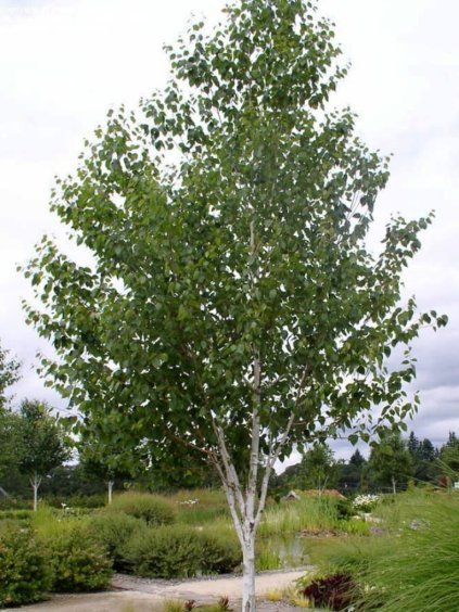 Betula utilis 'Doorenbos'