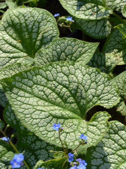 Brunera macrophylla 'Sea Heart'®
