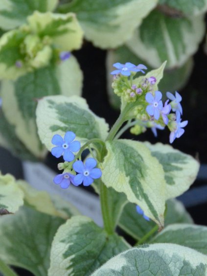 Brunnera macrophylla