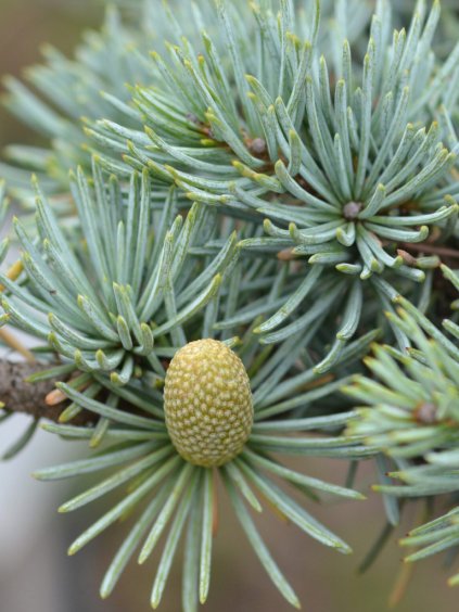 Cedrus libani 'Glauca'