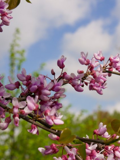 Cercis canadensis