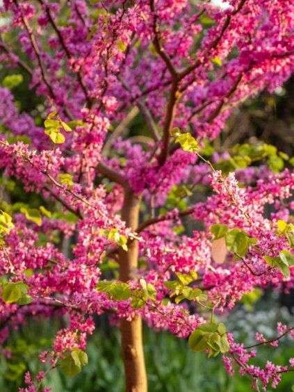 Cercis canadensis 'Forest Pansy'