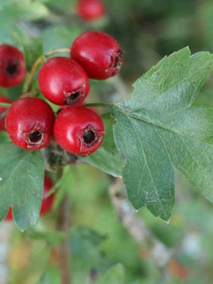 Crataegus pinnatifida