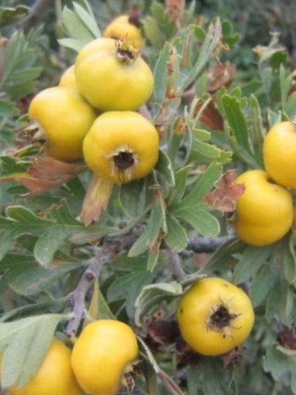 Crataegus pojarkovae 'Aurea'