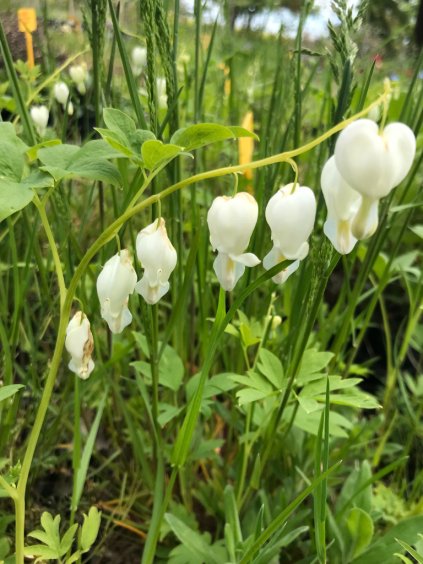 Dicentra spectabilis 'Alba'