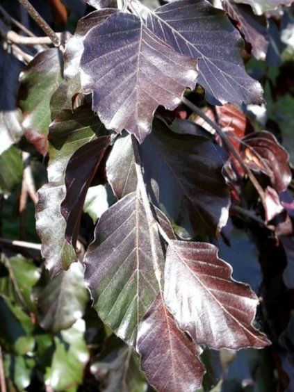 Fagus sylvatica 'Black Swan'