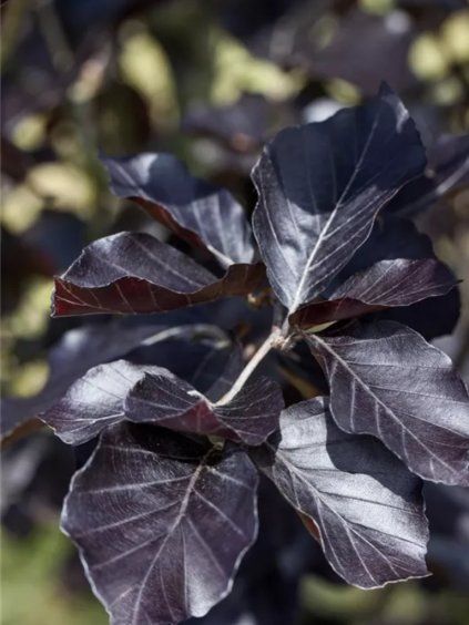 Fagus sylvatica 'Dawyck Purple'